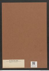 Diatomeae indet. (de-Toni-Nr.: Species 3043 var) Zeichnungen Sammlung Grunow Mappe 03259 (Herbarium_W_Grunow_drawings_Folder_03259)